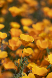 Close-up of yellow flowering plant