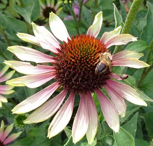 Close-up of insect on flower