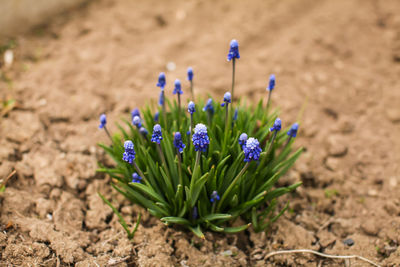 Close-up of purple crocus flowers on field