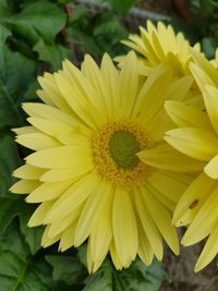 Close-up of yellow flowers blooming outdoors