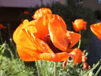 Close-up of orange flowering plant