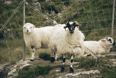 Portrait of sheep on field