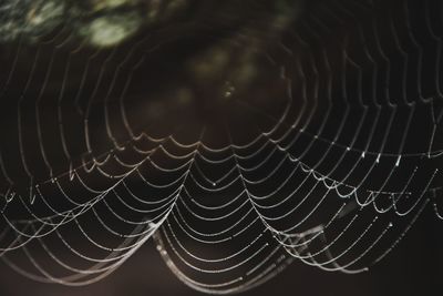 Full frame shot of spider web