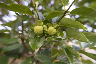 Close-up of fresh green leaves on tree