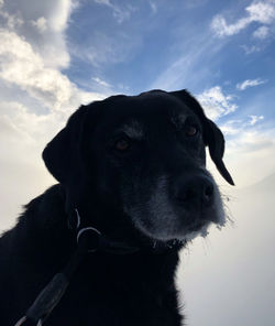 Close-up of a dog looking away