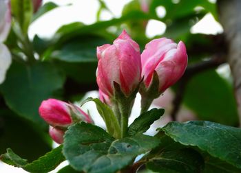 Close-up of pink flower blooming outdoors