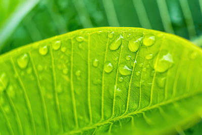 Close-up of raindrops on green leaves