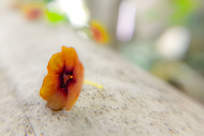 Close-up of orange flower on table
