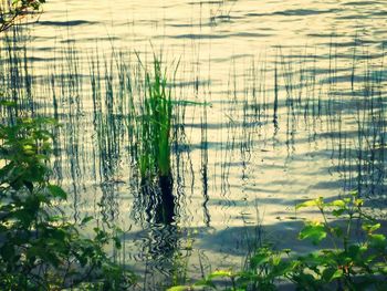 Reflection of trees in water