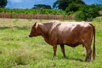 Brown cow at the beautiful landscapes of the region of valle del cauca in colombia