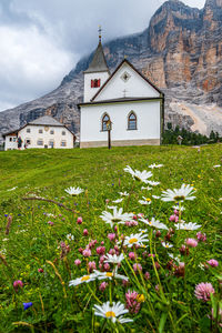 Flowers growing on field by building