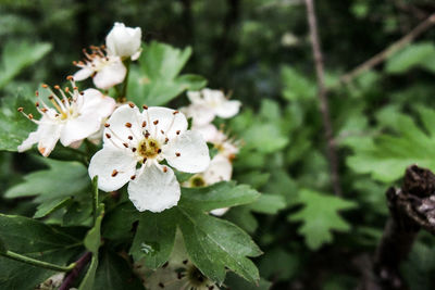 Close-up of white flowers blooming on tree
