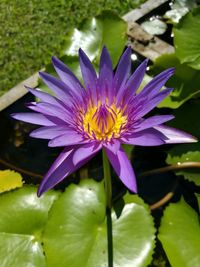 Close-up of water lily blooming outdoors