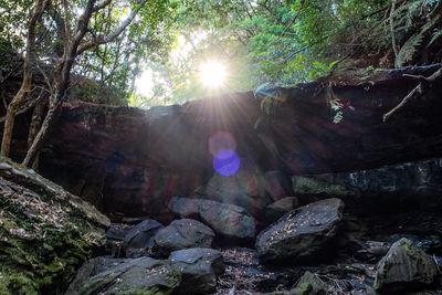 Low angle view of trees against sun