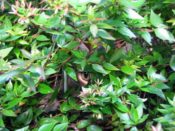 Close-up of fresh green plants