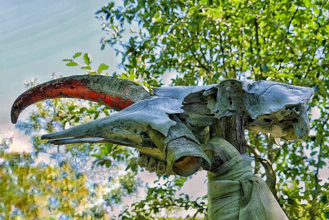 CLOSE-UP OF TREE