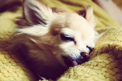 Close-up of dog resting on bed