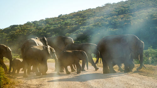 View of elephants on land against sky