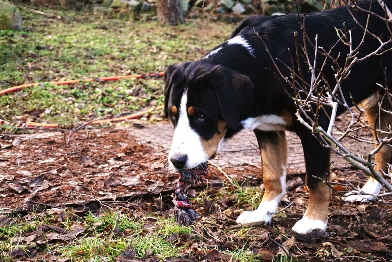 domestic animals, animal themes, one animal, mammal, dog, no people, pets, outdoors, day, field, chewing