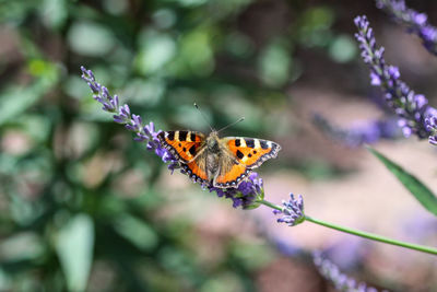 Small tortoiseshell - aglais urticae - butterfly taking nectar from lavender blossom