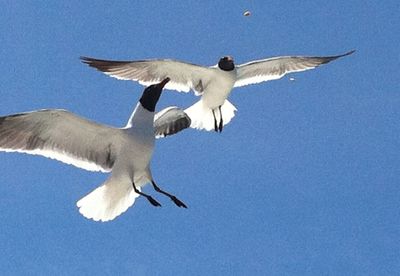 flying