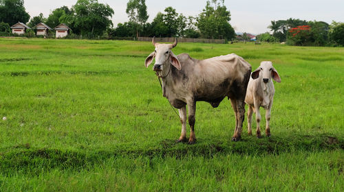 Cows on grassy field