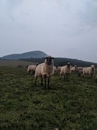 Horses on a field