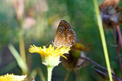 Close-up of butterfly pollinating on flower