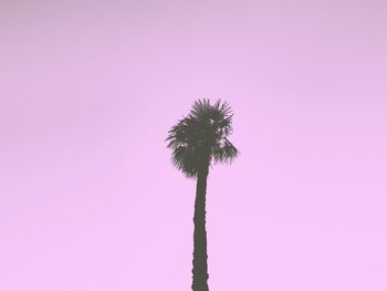 Low angle view of palm tree against clear sky