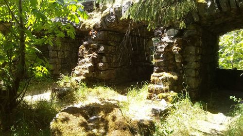 Trees and rocks in forest