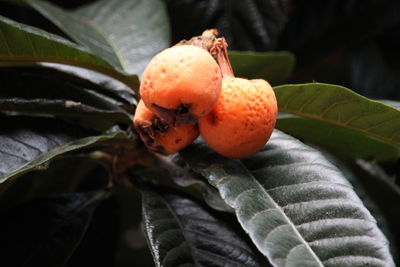 Close-up of orange fruit on plant