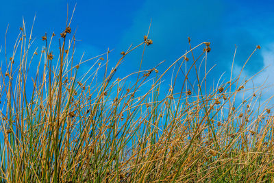 Low angle view of plants on field against blue sky