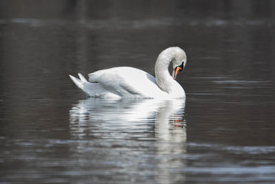 Swan swimming in lake