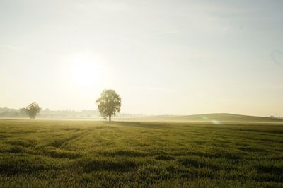 Trees on grassy field