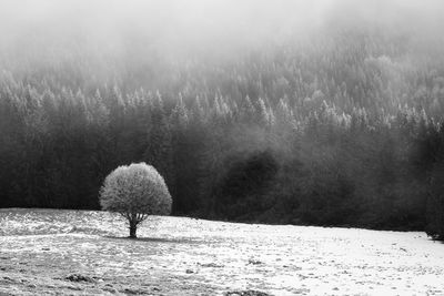 Abstract black and white landscape with fog in the forest on the rodnei mountains