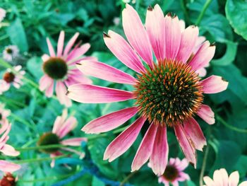 Close-up of pink flower