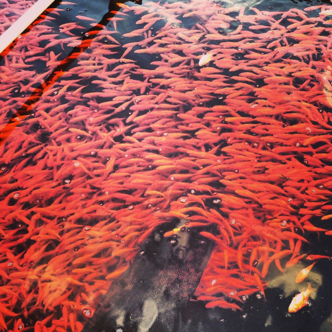 animal themes, fish, high angle view, animals in the wild, koi carp, no people, nature, water, swimming, sea life, close-up, large group of animals, outdoors, day