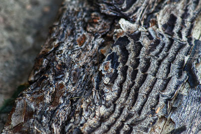 Full frame shot of tree trunk