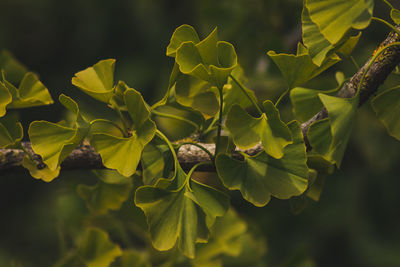 Close-up of green leaves