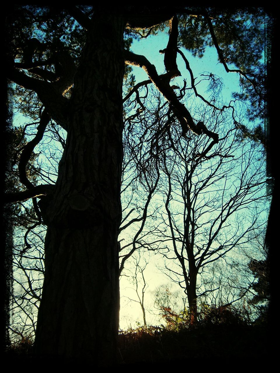 LOW ANGLE VIEW OF BARE TREES IN FOREST