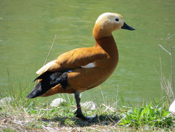 Close-up of duck in lake