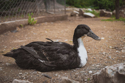 Close-up of a duck