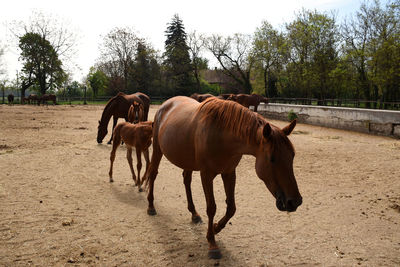 Beautiful hungarian gidran foal is continuously following her mother