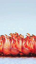 Close-up of flamingos on shore against sky