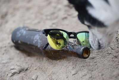 Close-up of a bird on land