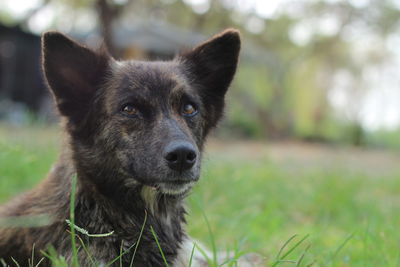 Close-up portrait of dog