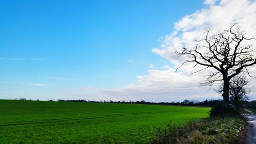 Scenic view of grassy field against sky