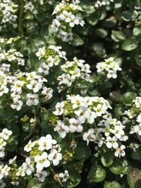 Close-up of white flowering plants