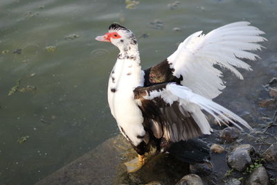 Side angle view of bird in lake