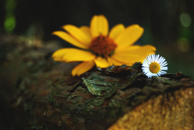 Close-up of yellow flowering plant